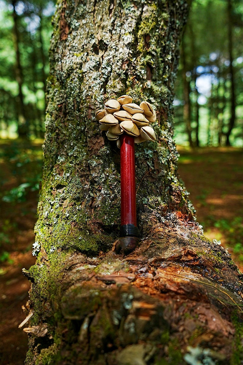 Handmade Chacha Oleander Seed Pod Wooden Handle Shaker – Rainforest Rhythm Instrument