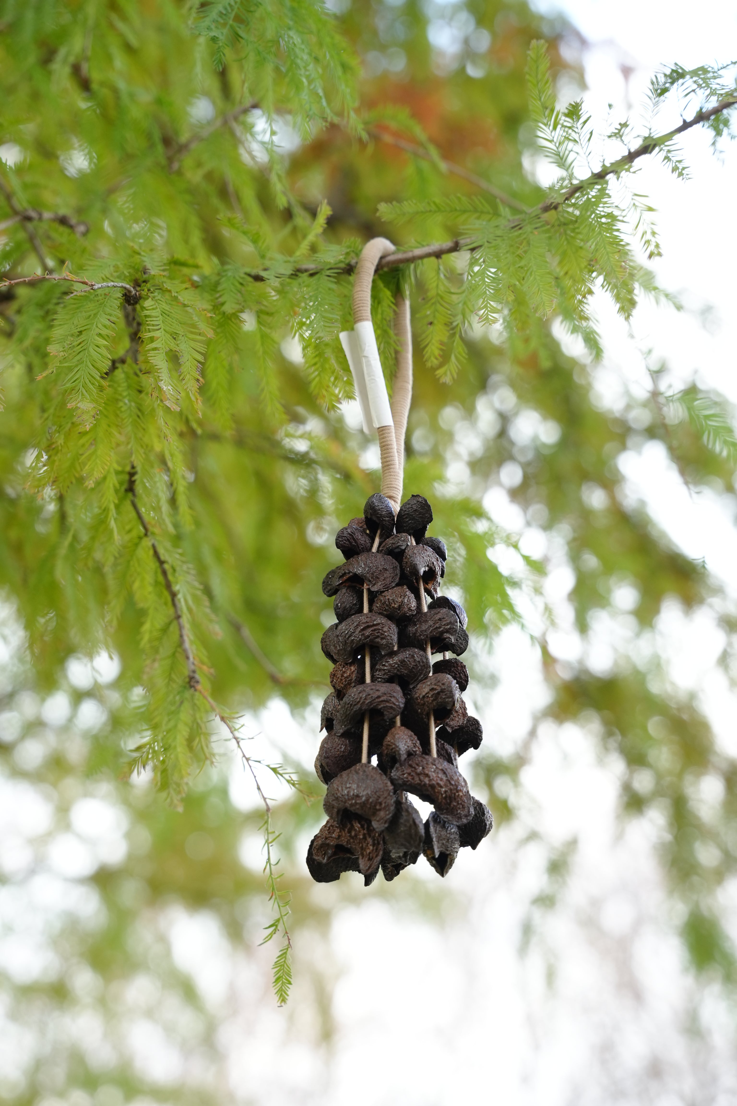 Seed Shaker | Handmade Moonin Seed Shell Hand Bell - Natural Rainforest Decor