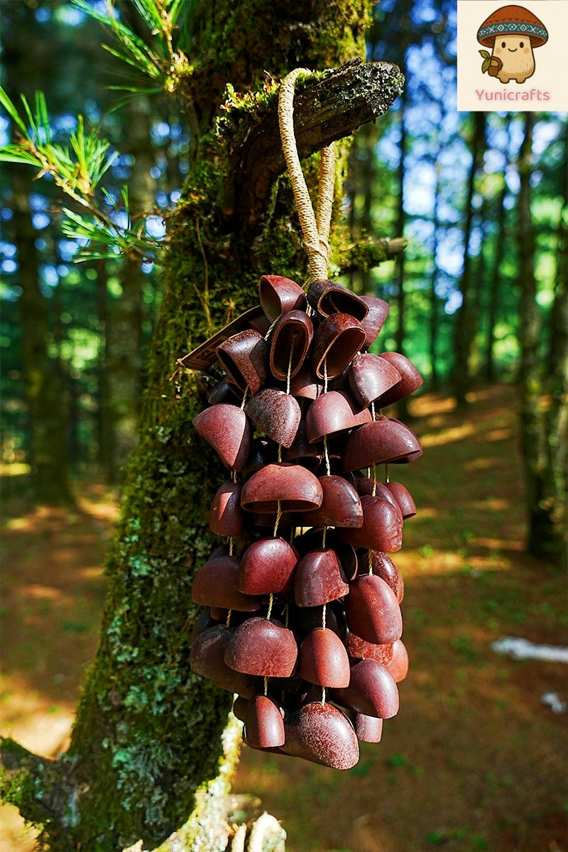 Seed Shaker | Handmade Juju Duckfoot Vine Seed Shell Hand Bell – Natural Rainforest Sound Decor