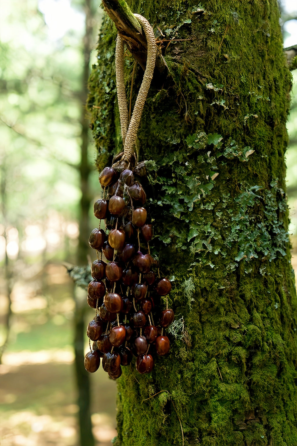 Seed Shaker | Handmade Pala Cardamom Seed Shell Hand Bell – Natural Rainforest Sound Decor