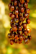 Seed Shaker | Handmade Pala Cardamom Seed Shell Hand Bell – Natural Rainforest Sound Decor