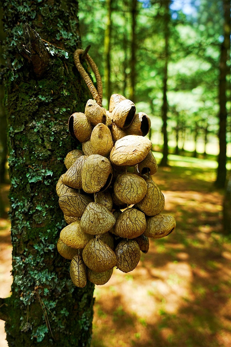 Seed Shaker | Handmade Panji White Fruit Seed Shell Hand Bell – Natural Rainforest Sound Decor
